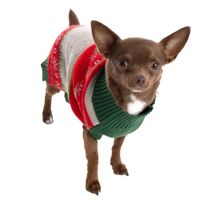 Petit chien portant un pull en tricot à rayures vertes, rouges et blanches. Pull visible sur le corps du chien, matière textile.