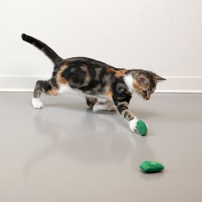 Kat spiller med grønt legetøj på et glat gulv.