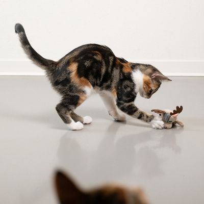Katt leker med en liten mjuk leksak i form av en älg på ett slätt golv.