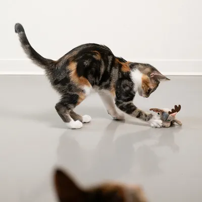 Cat playing with a small plush toy shaped like a moose on a smooth floor.