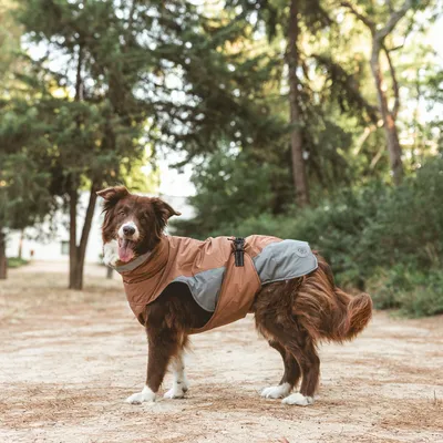 Pes má na sobě hnědý a šedý kabát s nastavitelným zapínáním, stojí venku na lesní cestě.