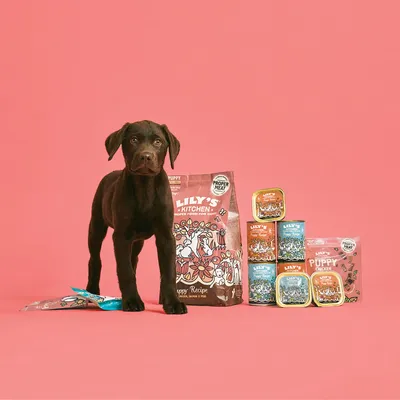 Chiot devant plusieurs produits Lily’s Kitchen Puppy : sachets, boîtes et barquettes avec textes visibles « Proper Meat » et « Chicken ». Emballages colorés sur fond rose.
