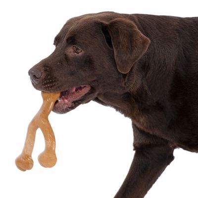 Brązowy pies trzyma w pysku zabawkę do żucia w kształcie kości.
