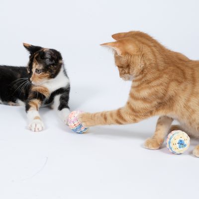 Dwie koty bawią się kolorowymi, plecionymi piłkami z tkaniny. Produkt przedstawia interaktywną zabawkę dla zwierząt domowych.
