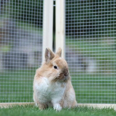 Clapier ou enclos extérieur avec grillage métallique, lapin beige et blanc assis sur l’herbe à l’intérieur de la structure.