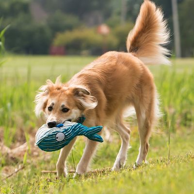 Hund med blødt legetøj formet som en blå fisk i munden, udendørs på græs. Legetøjet har synlige øjne og finner.