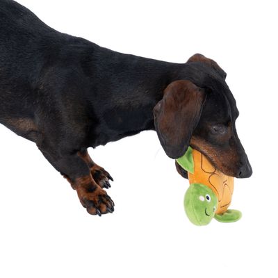 Куче дакел държи в устата си плюшена играчка костенурка с оранжево тяло и зелена глава. Видими са част от тялото и лапите на кучето.