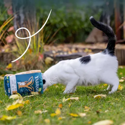 Katze steckt Kopf in Yarrah Bio Katzenfutter-Verpackung im Garten. Verpackung zeigt Markenname und Bio-Siegel.