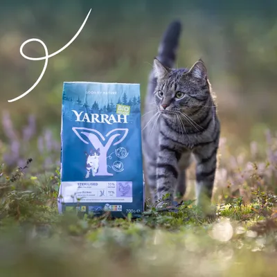 Yarrah Bio Organic krmivo pro kočky, Sterilised, s kuřecím, 35 % proteinů, 11 % tuku, balení, 700 g, modré balení venku vedle šedě pruhované kočky.