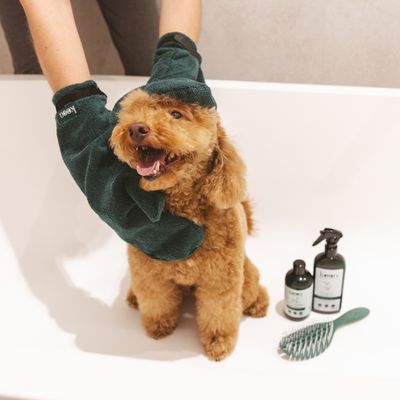 Pies pielęgnowany zielonymi rękawicami kooa. Obok stoją produkty pielęgnacyjne kooa i zielona szczotka.