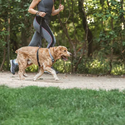 Femme en tenue de sport courant avec un chien en laisse et harnais noir sur un chemin extérieur, végétation en arrière-plan. Harnais et laisse visibles.