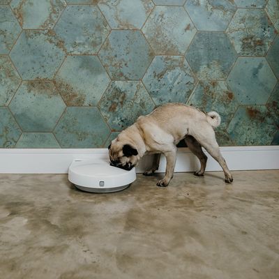 Pies je z białego, okrągłego dozownika karmy na betonowej podłodze przed ścianą z zielono-niebieskimi sześciokątnymi płytkami.