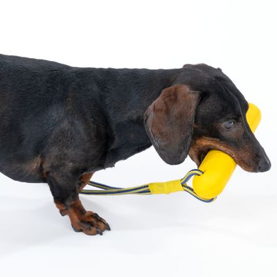 Bassotto tiene in bocca un gioco per cani giallo con corda. Giocattolo in plastica con manico a corda blu e gialla.