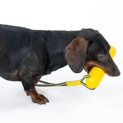 Dackel hält gelbes Hundespielzeug mit Seil im Maul. Spielzeug aus Kunststoff mit blau-gelbem Seilgriff.
