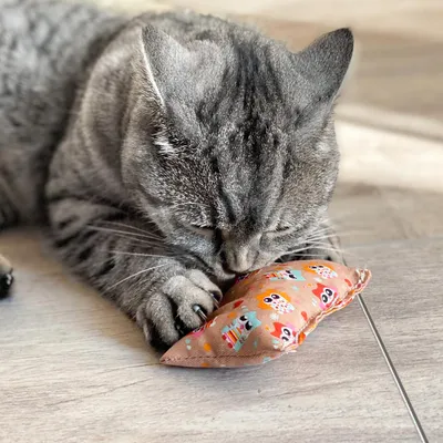 Gato gris juega con un pequeño juguete de tela con diseño de búho sobre un suelo de madera.