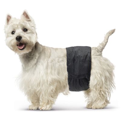Chien à poil long portant une couche noire pour animaux, vue de profil. La couche couvre l’arrière-train du chien et est bien ajustée.