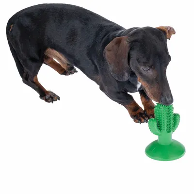 Chien teckel reniflant un jouet vert en forme de cactus avec ventouse, matériau plastique visible.