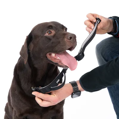 Brun hund med åben mund, mens en person sætter et sort halsbånd med reflekterende striber på.