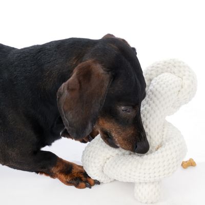 Pies bawi się białą zabawką do żucia z plecionego materiału, obok mały ciasteczko dla psa.