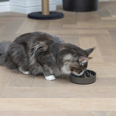 Langhaarige Katze frisst aus einem grauen Anti-Schling-Napf auf einem Holzboden.