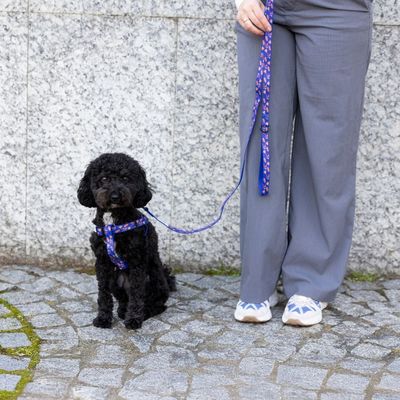 Черен куче със син нагръдник и подходящ повод с шарка, държан от човек със сив панталон и бели обувки.