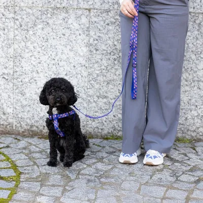 Chien noir avec harnais et laisse bleus à motifs, assis à côté d'une personne en pantalon gris et baskets blanches sur un trottoir pavé.