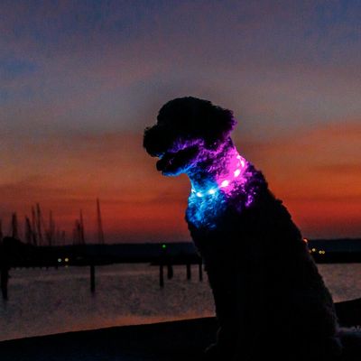 Hund med lysende halsbånd i blå og pink ved solnedgang. Demonstration af LED-halsbånd for bedre synlighed i mørke.