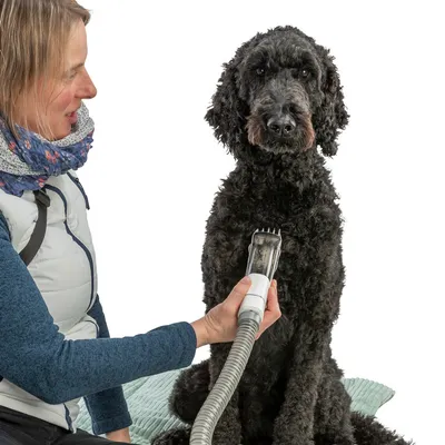 Zwarte hond wordt verzorgd met een elektrische dieren tondeuse, vastgehouden door een persoon. Focus op het gebruik van de tondeuse.