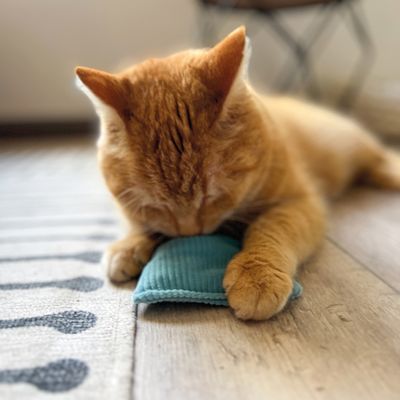 Rode kat speelt met een klein, blauw stoffen kussen op een houten vloer.