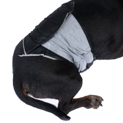 Cane che indossa un pannolino per cani grigio e nero che copre la parte posteriore.