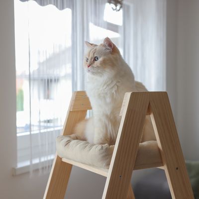 Chat à poils longs assis sur un arbre à chat en bois clair avec coussin beige, près d'une fenêtre. Matériaux visibles : bois et tissu.