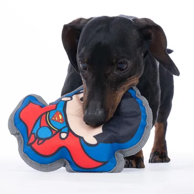 Собака играет с тканевой игрушкой Superman. Игрушка с изображением Superman в синем и красном цвете.