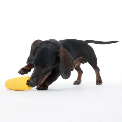 Cane che gioca con un gioco giallo a forma di pannocchia di mais su sfondo bianco.
