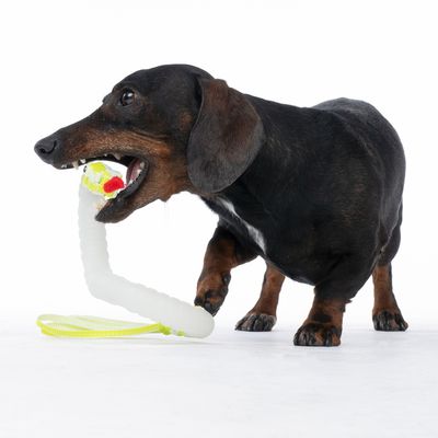 Cane gioca con un gioco bianco con nastro giallo e dettagli rossi.