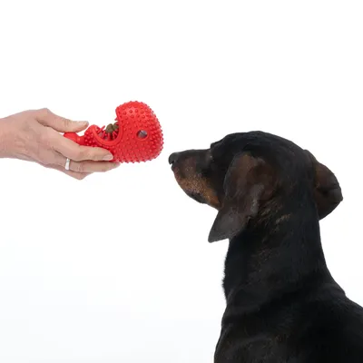 Chien face à une main tenant un jouet rouge en plastique à picots, ouvert et rempli de friandises visibles à l’intérieur.
