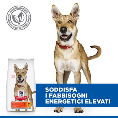 Hill's Science Plan Performance Adult 1+ con pollo. Alimento ad alto contenuto energetico per cani attivi, da lavoro e da caccia. Senza conservanti, coloranti o aromi artificiali.