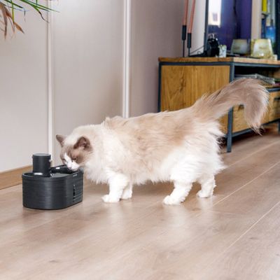 Gatto che beve da una fontana nera su un pavimento in legno in un appartamento.