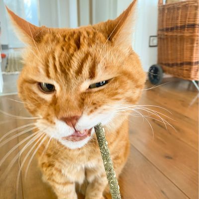 Czerwony kot gryzie przekąskę w formie pałeczki z materiału roślinnego.