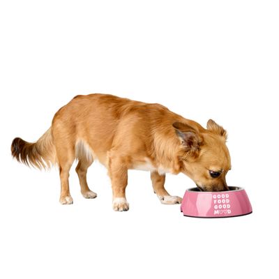 Un piccolo cane marrone mangia da una ciotola rosa con la scritta 'Good Food Good Mood'.