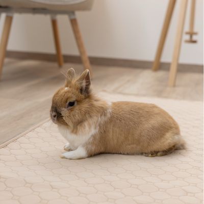 Kerbl Pet Wasbaar plasmatje, bruin