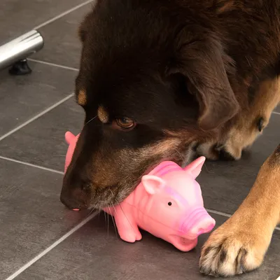 Câine care se joacă cu o jucărie porc roz din plastic pe podea gri.