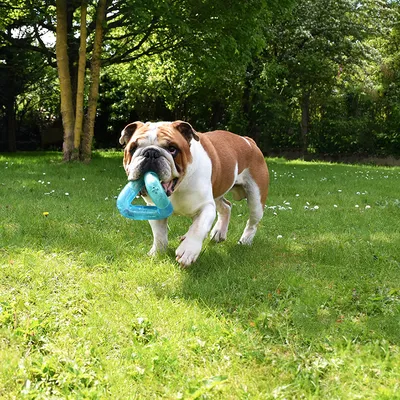 Hund spielt im Garten mit einem blauen Kauspielzeug in Form eines Dreiecks.