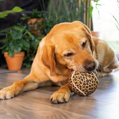 beeztees hundleksak djungelboll panter