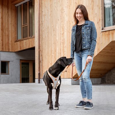 Curli Alpine Belka harnais pour chien, gris