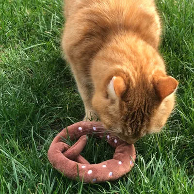 Aumüller Coussin de jeu pour chat Bretzel en peluche