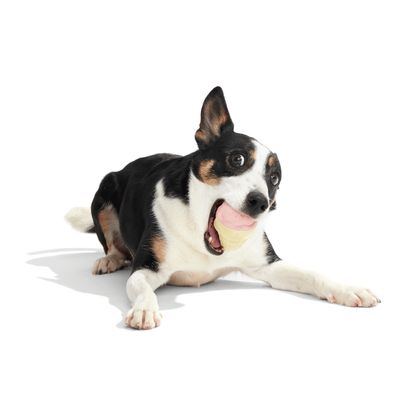 Bark I-Squeak fagyi kutyajáték