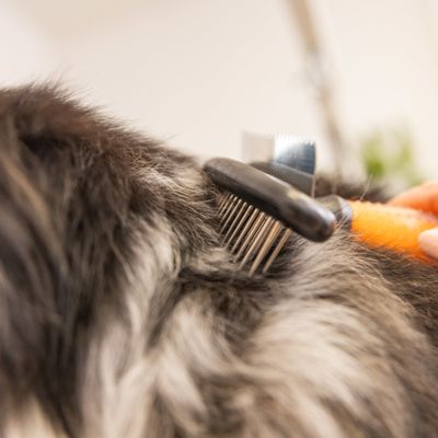 WAHL® Unterwollrechen