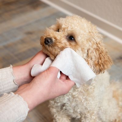 Chien à poil bouclé dont le museau est nettoyé avec une lingette blanche tenue par une personne, sur sol intérieur en bois clair.
