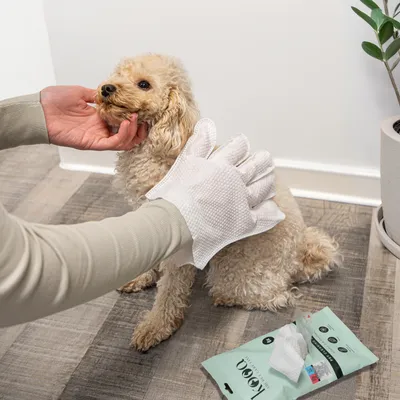 Hond wordt verzorgd met een witte reinigingshandschoen. Verpakking van de reinigingshandschoenen van kooa zichtbaar op de grond.