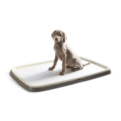 Cane seduto su tappetino da allenamento bianco con bordo beige-marrone, adatto per educazione dei cuccioli o igiene.
